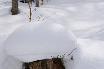 北海道　真冬の原生林