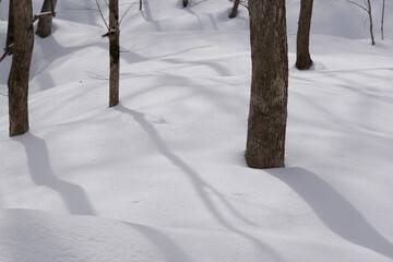 北海道　真冬の原生林