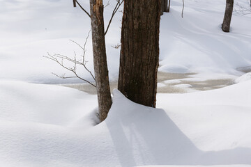 北海道　真冬の原生林