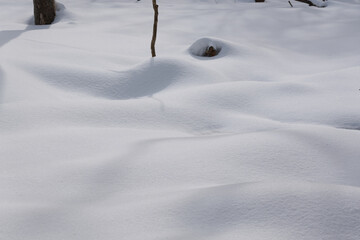 北海道　真冬の原生林