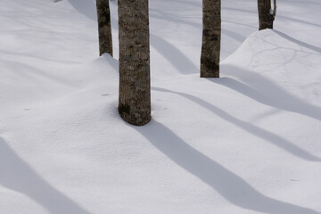 北海道　真冬の原生林
