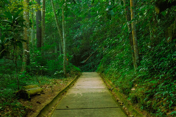 Obraz premium path in the forest