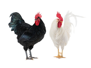 Fototapeta premium White cockerel and black cockerel isolated on a white background.