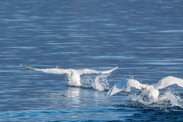 Conflit Territorial Entre Deux Cygnes Tubercul&eacute;s sur l'Eau