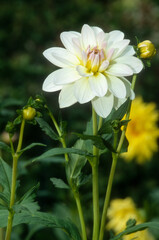Obraz premium Dahlia WL 'Crearn Beauty'