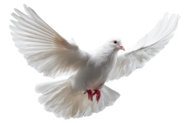 A white bird with red feet and a red beak flying in the air