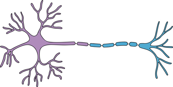 Human Neuron Nerve Cell Diagram Vector