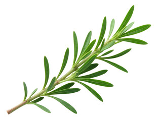 Fototapeta premium Fresh rosemary sprig on a clean white surface