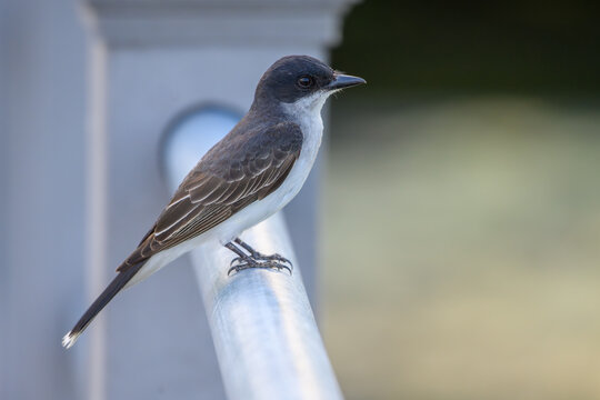 Eastern kingbird perched on a metal railing, showing dark gray plumage and white underside against a soft blurred background, captured in natural outdoor light.