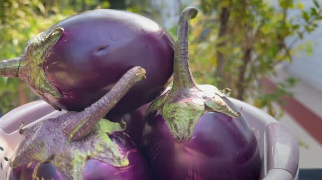 Turntable closeup shot of glossy purple eggplants rotating smoothly in a colander bowl, green calyx textures catching warm sunlight