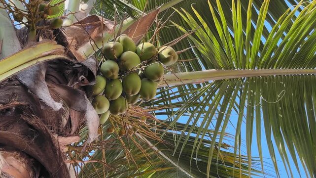Low-angle orbiting shot around a cluster of green coconuts beneath palm fronds, sunlit leaves radiating against blue sky as camera circles emphasizing tropical growth