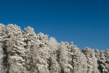 snow covered pine tree. Wintaer background