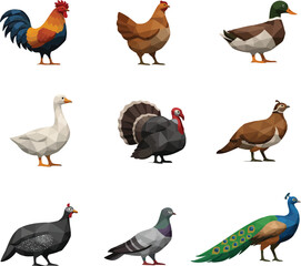 Fototapeta premium A collection of various birds including a rooster, turkey, duck, and peacock standing together, as seen in '4de98814-608b-4c0d-81ba-2d3e50c6df3c.jpg'