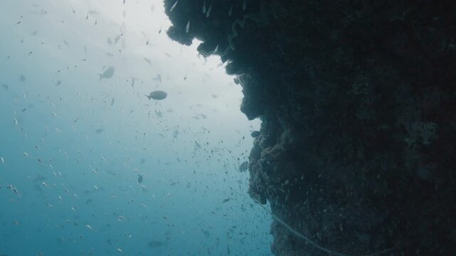 School of baitfish hides under the rock. Underwater deep sea scene with tiny fish