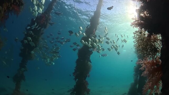 School of Silver Diamondfish Swimming Around Coral-Encrusted Pier Pilings Underwater