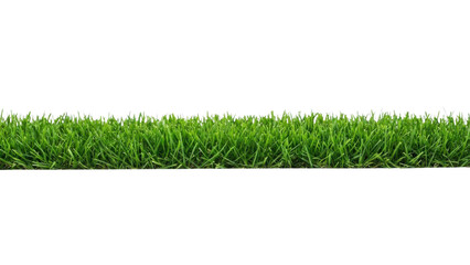 Green grass strip border, fresh lawn texture, natural spring turf isolated on White Background