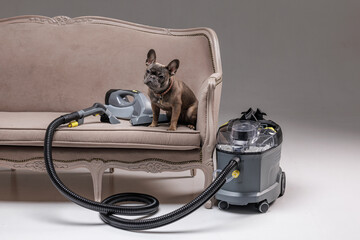 Upholstery Cleaning Service Concept with Dog on Sofa and Vacuum Extractor