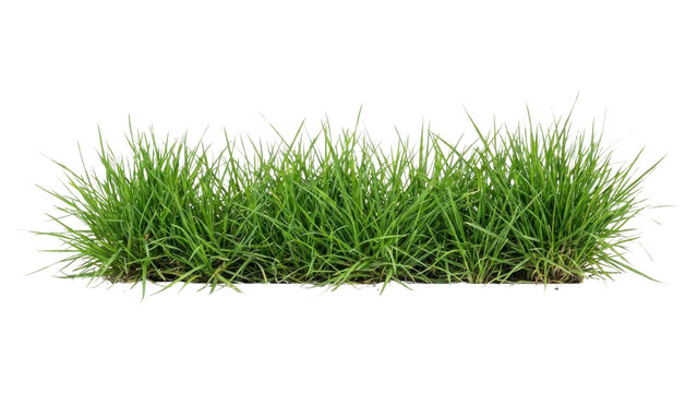 Fresh Green Grass Patch Isolated on White Background