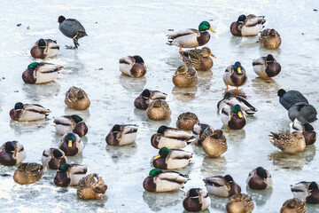 Stado dzikich kaczek krzyż&oacute;wek stojących na zamarzniętym zbiorniku wodnym zimą.