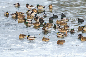 Stado dzikich kaczek krzyż&oacute;wek stojących na zamarzniętym zbiorniku wodnym zimą.