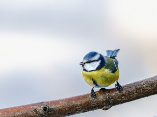 Sikorka modraszka (Cyanistes caeruleus) siedząca na cienkiej gałęzi drzewa. Zbliżenie na małego dzikiego ptaka o charakterystycznym ż&oacute;łtym upierzeniu i niebieskiej czapeczce na jasnym, rozmytym tle ty