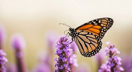 Obraz premium Monarch butterfly resting on tall purple lavender flower spikes in soft focus field
