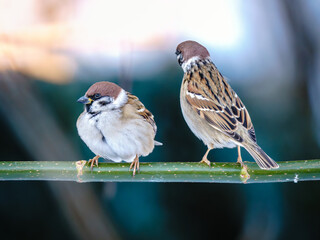 Dwa mazurki (Passer montanus) odpoczywające na zielonej łodydze na miękkim, rozmytym tle © Henryk Niestrój