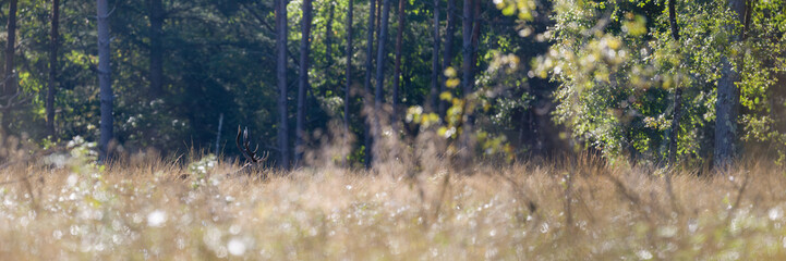 Red deer stag walking among tall grass in a clearing on the edge of the forest during the rut in the morning. Cervus elaphus, Loiret, région Centre Val de Loire, France, European Union, Europe © Nature Emotion
