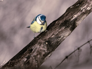 Sikorka modraszka (Cyanistes caeruleus) siedząca na cienkiej gałęzi drzewa. Zbliżenie na małego dzikiego ptaka o charakterystycznym ż&oacute;łtym upierzeniu i niebieskiej czapeczce na jasnym, rozmytym tle ty