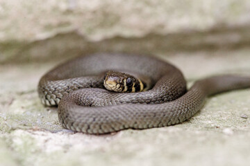 Zaskroniec zwyczajny (Natrix natrix) zwinięty w kłębek na kamiennym podłożu. Portret dzikiego węża w naturalnym środowisku z wyraźnie widocznymi żółtymi plamami za skroniami © Henryk Niestrój