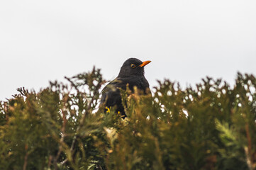 Samiec kosa (Turdus merula) siedzący w gęstym krzewie iglastym (tui). Zbliżenie na czarnego ptaka z charakterystycznym, jaskrawym pomarańczowym dziobem i ż&oacute;łtą obrączką wok&oacute;ł oka na rozmytym tle miejs