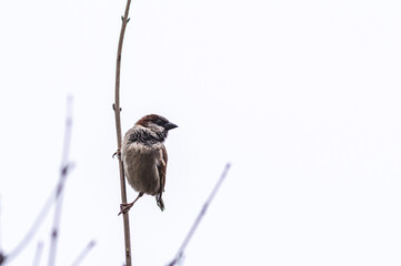 Wr&oacute;bel zwyczajny (Passer domesticus) siedzący na cienkich, bezlistnych gałązkach krzewu. Zbliżenie na małego, puszystego ptaka o szaro-brązowym upierzeniu na jasnym, jednolitym tle w pochmurny dzień.