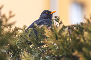 Samiec kosa (Turdus merula) siedzący w gęstym krzewie iglastym (tui). Zbliżenie na czarnego ptaka z charakterystycznym, jaskrawym pomarańczowym dziobem i ż&oacute;łtą obrączką wok&oacute;ł oka na rozmytym tle miejs