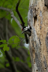 Obraz premium Great spotted woodpecker (Dendrocopos major) chick. With pied black and white plumage and a red patch on the lower belly, males and young birds also have red markings on the neck or head