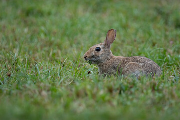 Portrait of eastern cottontail (Sylvilagus floridanus), a species of rabbit in the family Leporidae. Known for its distinctive fluffy white tail, it inhabits open fields, meadows, and brushy areas © Riccardo Rolfini