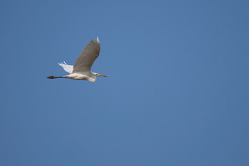 Great egret close up flying over a rice field in Europe, large white wings open, and long retracted neck visible