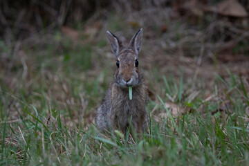 Portrait of eastern cottontail (Sylvilagus floridanus), a species of rabbit in the family Leporidae. Known for its distinctive fluffy white tail, it inhabits open fields, meadows, and brushy areas © Riccardo Rolfini
