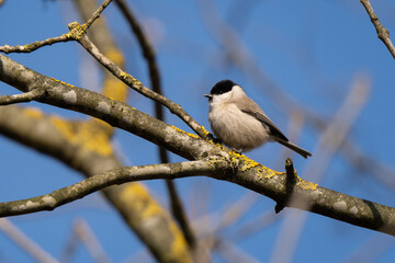 Obraz premium Marsh tit at sunrise standing on a tree branch singing in winter season, tipical black head