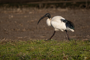 Fototapeta premium African sacred ibis walking in a field of the countryside. Typical long bill visible, with golden hour sunset light and colors, profile side view