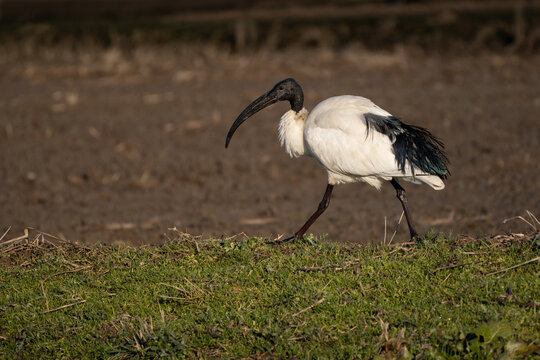 African sacred ibis walking in a field of the countryside. Typical long bill visible, with golden hour sunset light and colors, profile side view