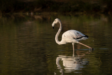 Obraz premium Greater flamingo close up walking in a lake at sunset, beautiful light