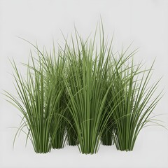 Grassy Geometry: Minimalist Botanical Rhythm