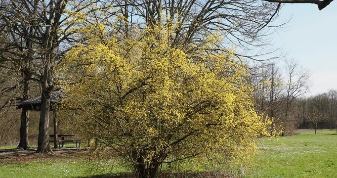 (Cornus mas) A male dogwood tree as an ornamental tree in a park, in full spring bloom with clusters of yellow flowers in umbels on bare branches
