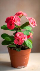 A small potted plant with vibrant pink flowers and green leaves