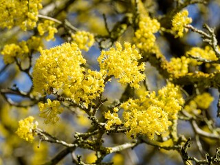 Cornelian cherry tree (Cornus mas) - Close-up of a profusion of rounded clusters of golden yellow flowers on bare brownish twigs
