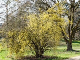 Fototapeta premium Elegant tree of Cornelian cherry dogwood (Cornus mas) with splendid yellow spring blossoms, ideal as an ornamental tree in a city park 