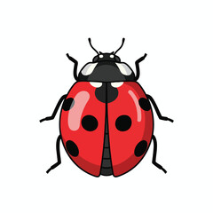 Red Ladybug Insect Illustration