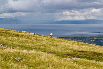 sheep at a peak of a mountain close to a cliff with the wild Atlantic sea in the background in sligo, ireland