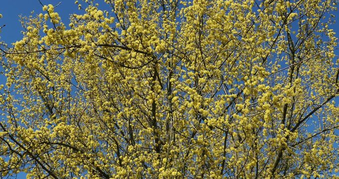 Cornus mas | Cornelian cherry - European cornel - Northern mimosa. Ornamental bushy shrub producing clusters yellow flower on bare branches in late-winter