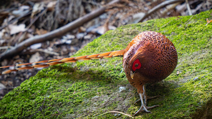 Copper Pheasant